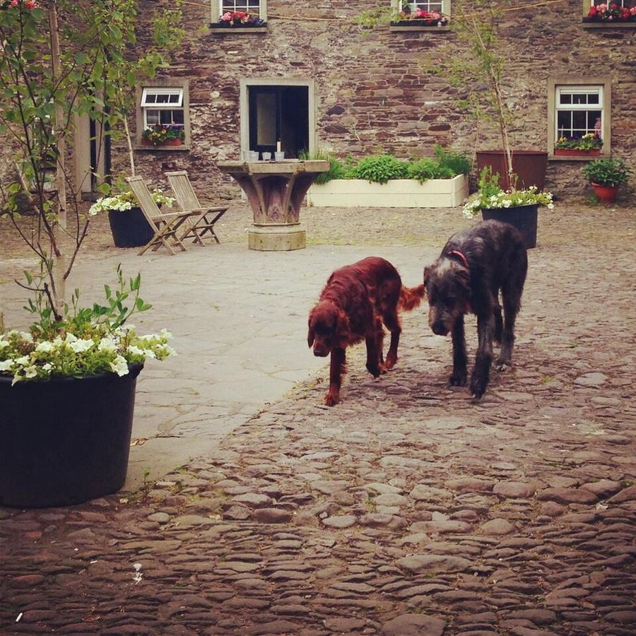 Ballintaggart House Dingle Exterior photo